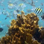 Behind the scenes of the photoshoot for the cover of Living Barbados