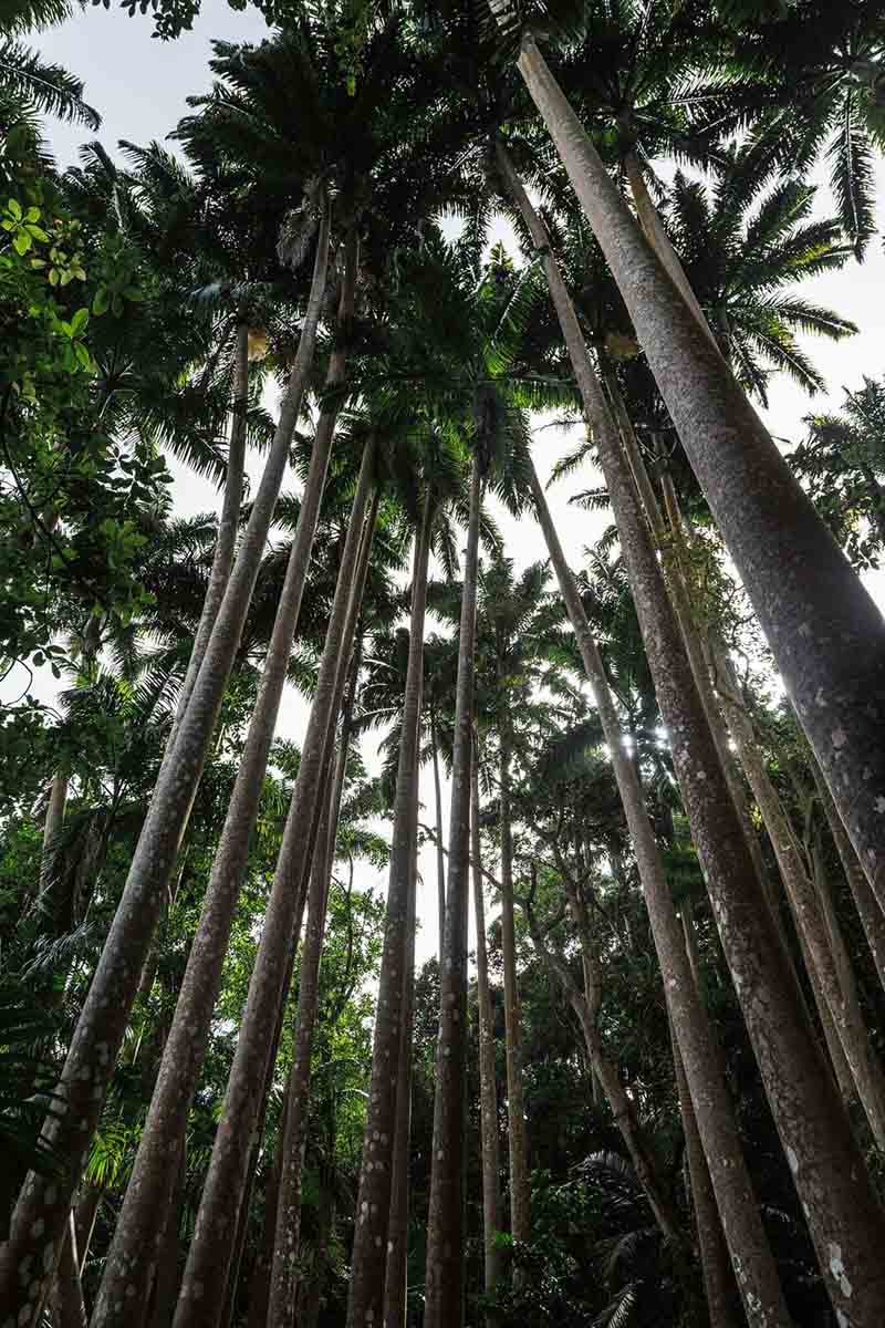 Coco Hill Forest in Barbados