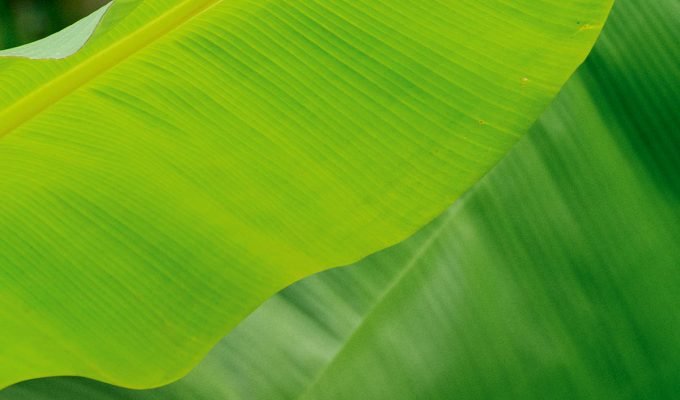 Living Barbados Eco Issue