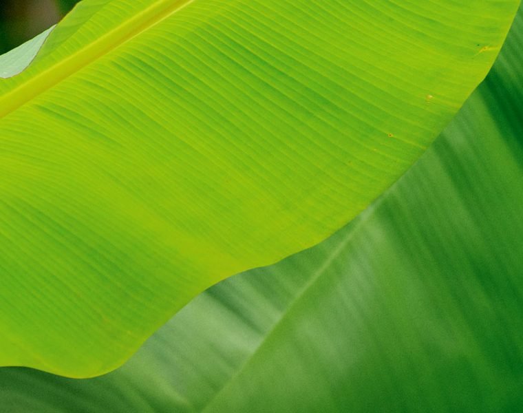 Living Barbados Eco Issue