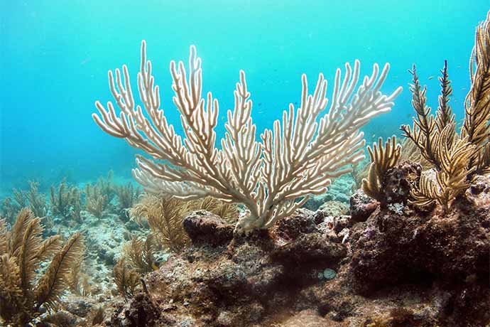 A colony of the soft coral known as the "bent sea rod" stands bleached on a reef