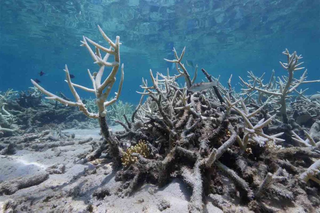 Dead coral reef