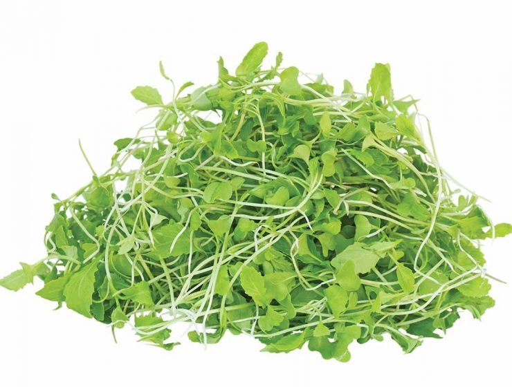 Pile of young mustard green plants