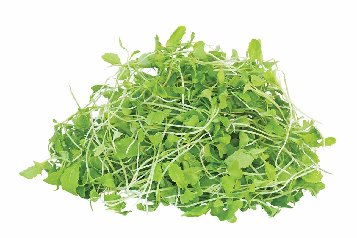 Pile of young mustard green plants