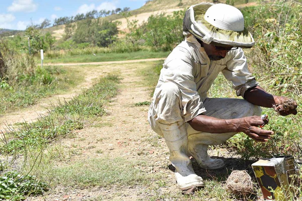 Beekeeper in Barbados