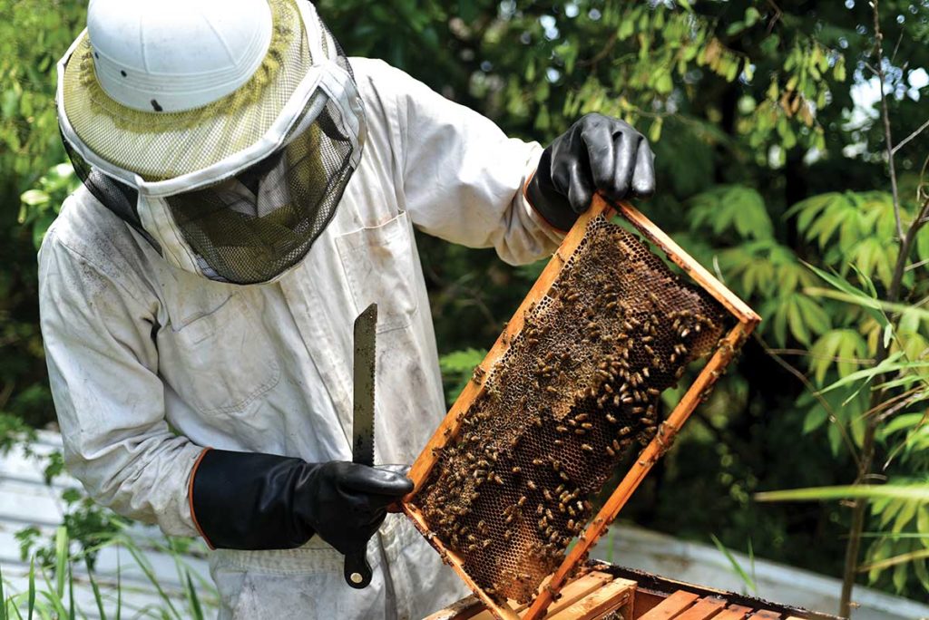 Beekeeping in Barbados