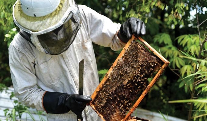 Beekeeping in Barbados