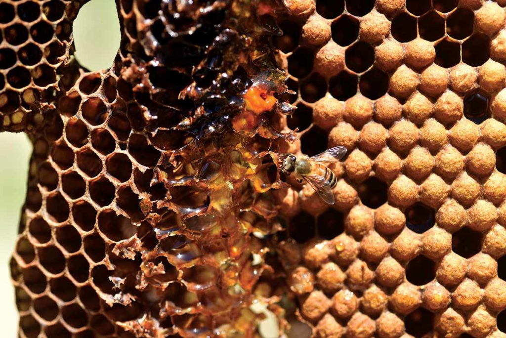 Beekeeping in Barbados