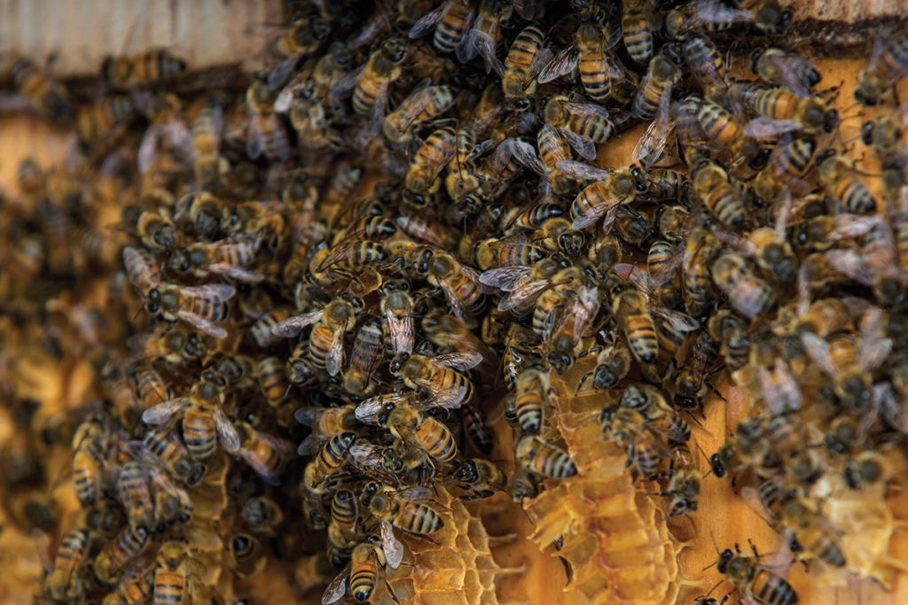 Beekeeping in Barbados