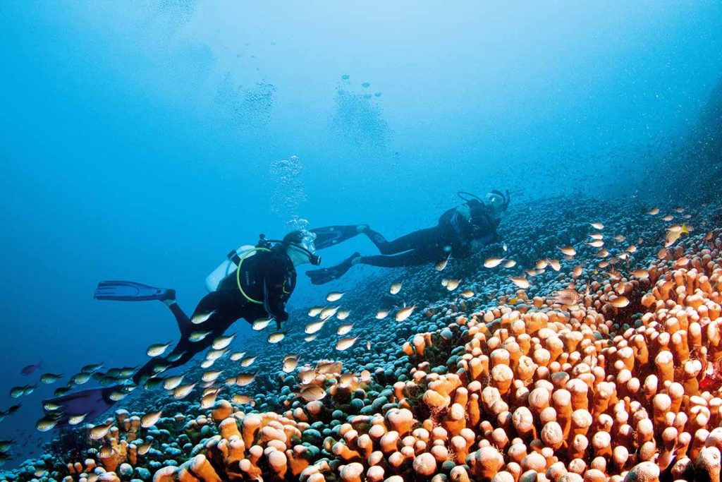 Diving on Ribbon Reef