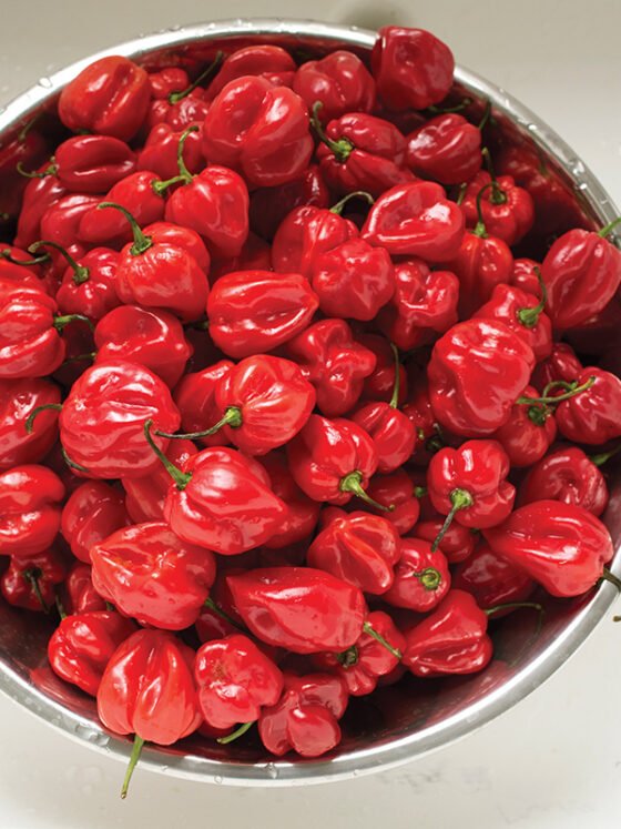 All About The Pepper
